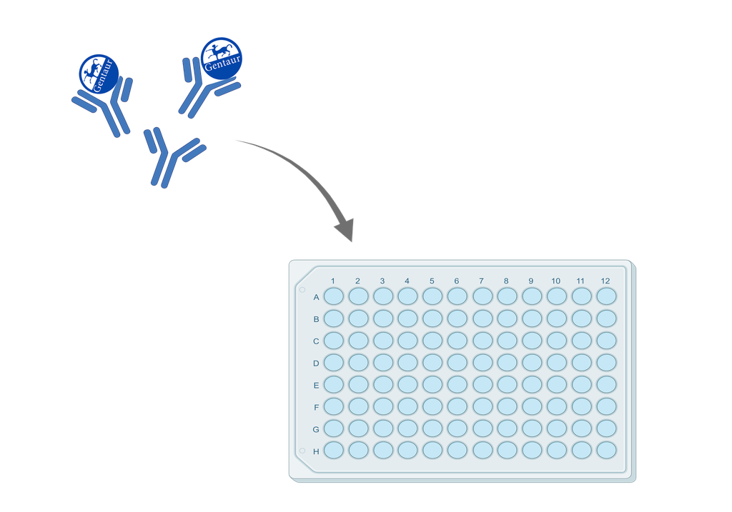 ELISA  Activin A|INHBA