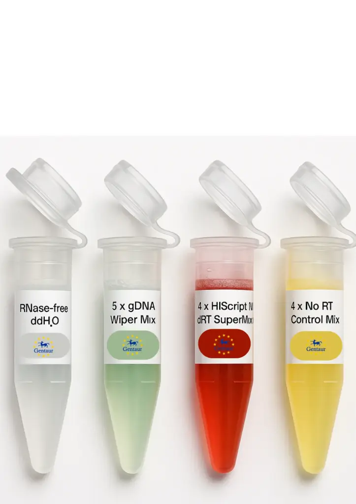 HiScript IV RT SuperMix for qPCR (+gDNA wiper) 