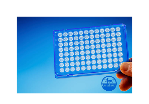 [CSB-MA830329] ELISA   ACTC1|ACTA1|ACTG2 Monoclonal anti-